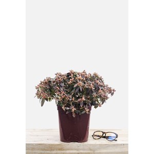Rhododendron 'wee bee' taille du pot - e