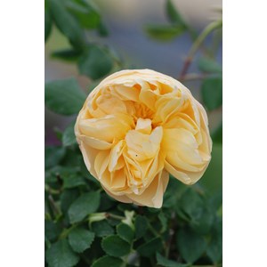 Rosier roald dahl ? Ausowish' taille du pot - en pot de 5 litres