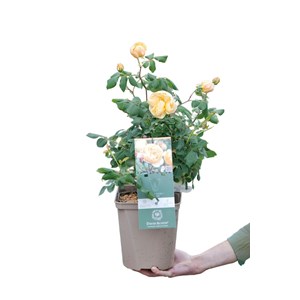 Rosier roald dahl ? Ausowish' taille du