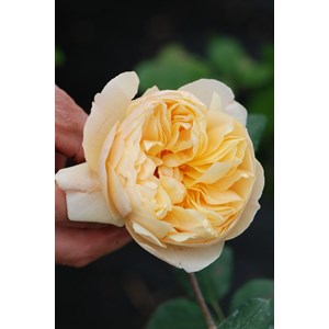 Rosier roald dahl ? Ausowish' taille du