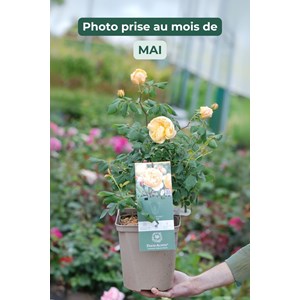 Rosier roald dahl ? Ausowish' taille du