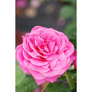 Rosier remember ? Poulren022' taille du pot - en pot de 5 litres