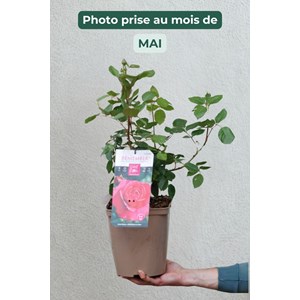 Rosier remember ? Poulren022' taille du