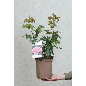 Rosier paris eiffel jumping ? Taille du pot - en pot de 5 litres