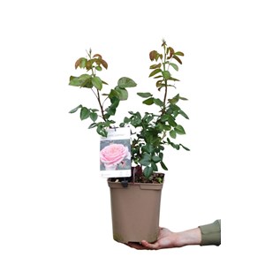 Rosier paris eiffel jumping ? Taille d