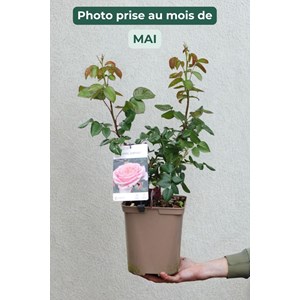 Rosier paris eiffel jumping ? Taille d