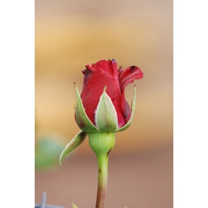 Rosier hameau dub uf ? Ordassac' taille