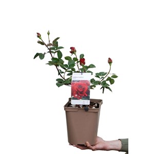 Rosier hameau dub uf ? Ordassac' taille