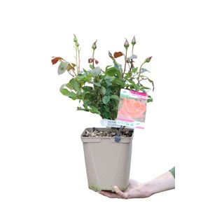 Rosier anne vanderlove ? Adaimseize' tai