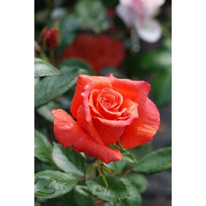 Rosier anne vanderlove ? Adaimseize' tai