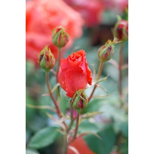 Rosier anne vanderlove ? Adaimseize' tai