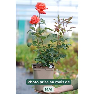 Rosier anne vanderlove ? Adaimseize' tai