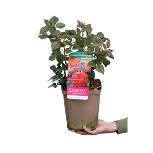 Rosier agatha ?' taille du pot - en pot