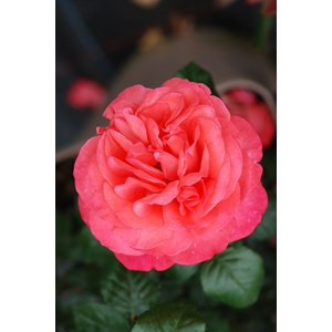 Rosier agatha ?' taille du pot - en pot