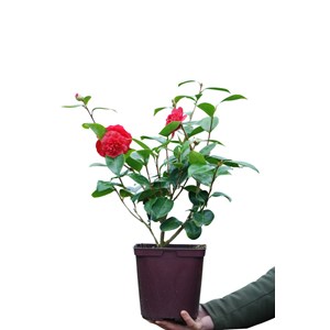 Camélia 'léonard de vinci' taille du p