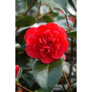 Camélia 'léonard de vinci' taille du p