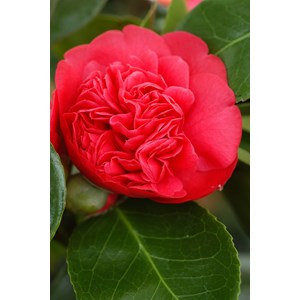 Camélia 'léonard de vinci' taille du p