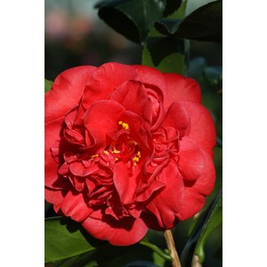 Camélia 'léonard de vinci' taille du p