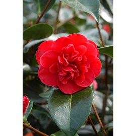 Camélia 'léonard de vinci' taille du p