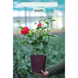 Camélia 'léonard de vinci' taille du p