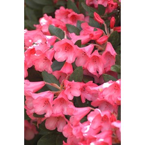 Rhododendron 'winsome' taille du pot - en pot de 4 litres