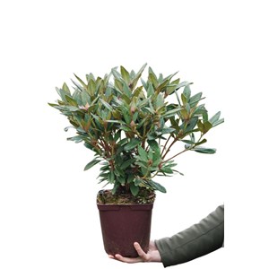 Rhododendron 'winsome' taille du pot - e