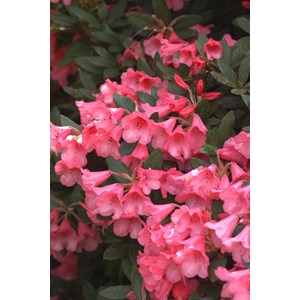 Rhododendron 'winsome' taille du pot - e