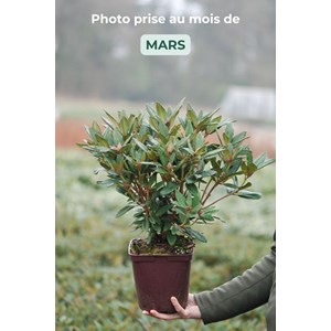 Rhododendron 'winsome' taille du pot - e