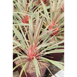 Cordyline 'magic star ?' taille du pot - en pot de 3 litres