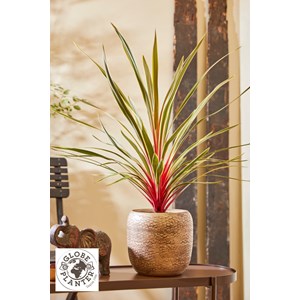 Cordyline 'magic star ?' taille du pot -