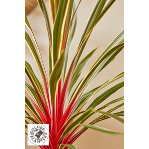 Cordyline 'magic star ?' taille du pot -