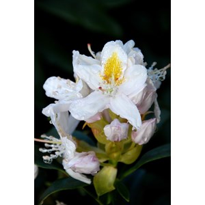 Rhododendron 'mme masson' taille du pot