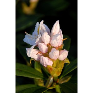 Rhododendron 'mme masson' taille du pot