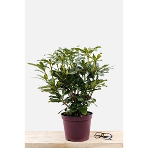 Rhododendron 'mme masson' taille du pot