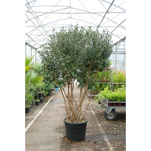 Goyavier du brésil (cépée remontée)