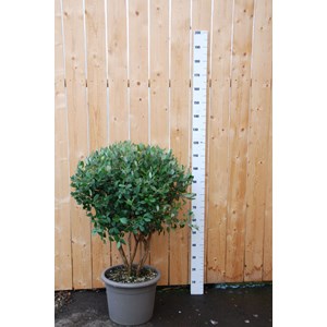 Goyavier du brésil (cépée remontée)