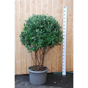 Goyavier du brésil (cépée remontée)