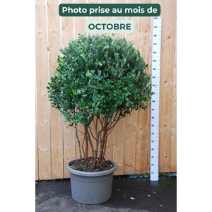 Goyavier du brésil (cépée remontée)