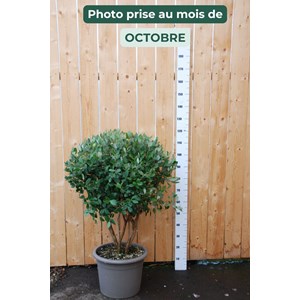 Goyavier du brésil (cépée remontée)