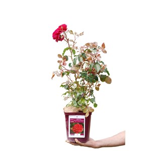 Rosier abbaye de beaulieu ? 'evealexedit