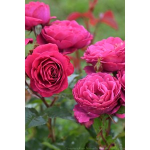 Rosier abbaye de beaulieu ? 'evealexedit