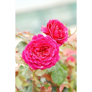 Rosier abbaye de beaulieu ? 'evealexedit