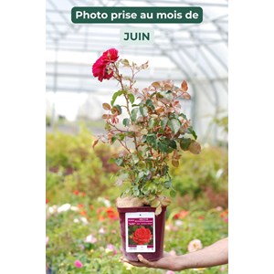 Rosier abbaye de beaulieu ? 'evealexedit