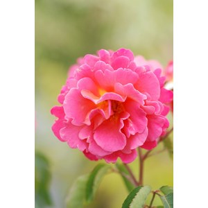 Rosier belle de clermont ? 'eveand' tail