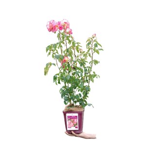 Rosier belle de clermont ? 'eveand' tail