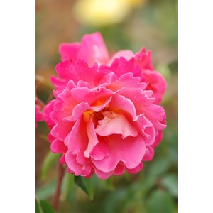 Rosier belle de clermont ? 'eveand' tail