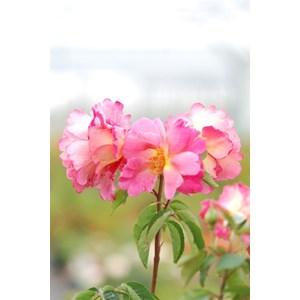 Rosier belle de clermont ? 'eveand' tail