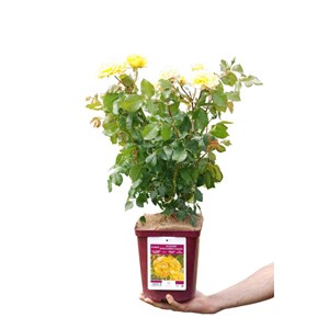 Rosier académie d'orléans ? 'eveacado'