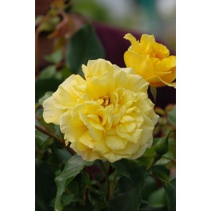 Rosier académie d'orléans ? 'eveacado'