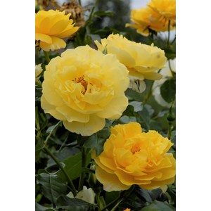 Rosier académie d'orléans ? 'eveacado'